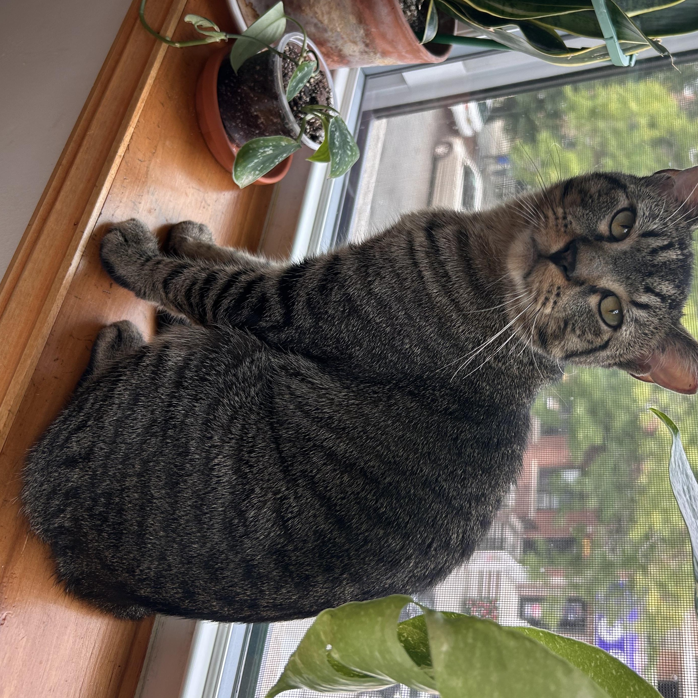 Enlarge Puffin, an adopted Domestic Short Hair in Flushing, NY image 5/6