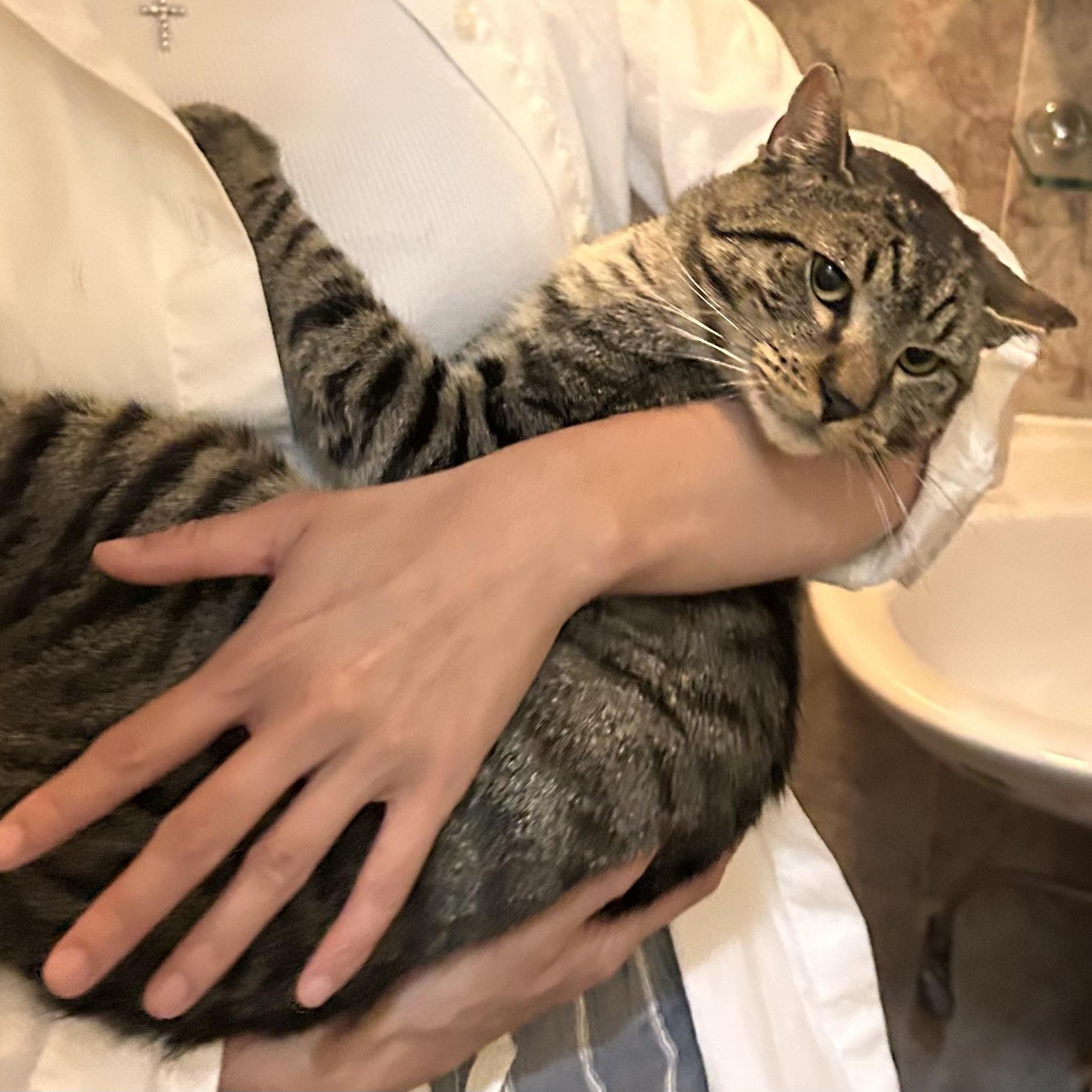 Enlarge Puffin, an adopted Domestic Short Hair in Flushing, NY image 4/6