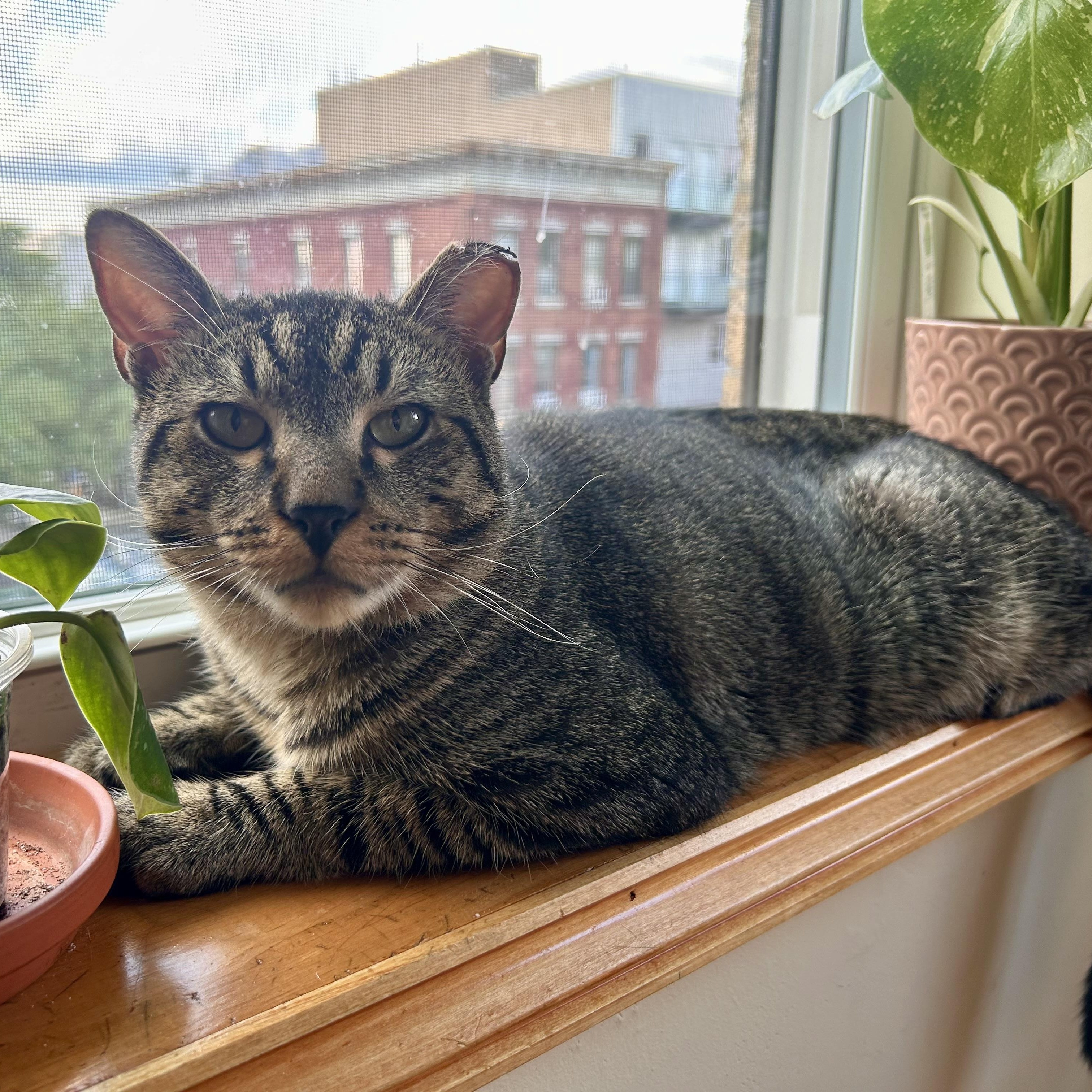 Enlarge Puffin, an adopted Domestic Short Hair in Flushing, NY image 3/6