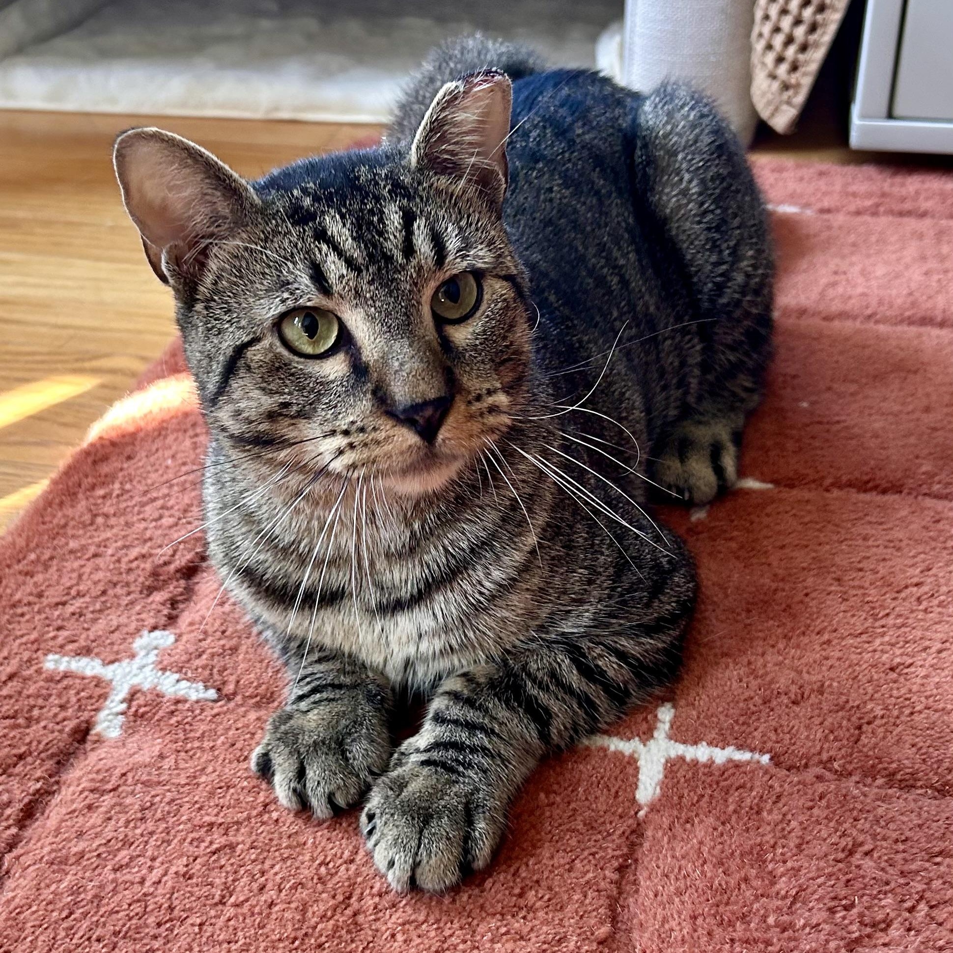 Enlarge Puffin, an adopted Domestic Short Hair in Flushing, NY image 2/6
