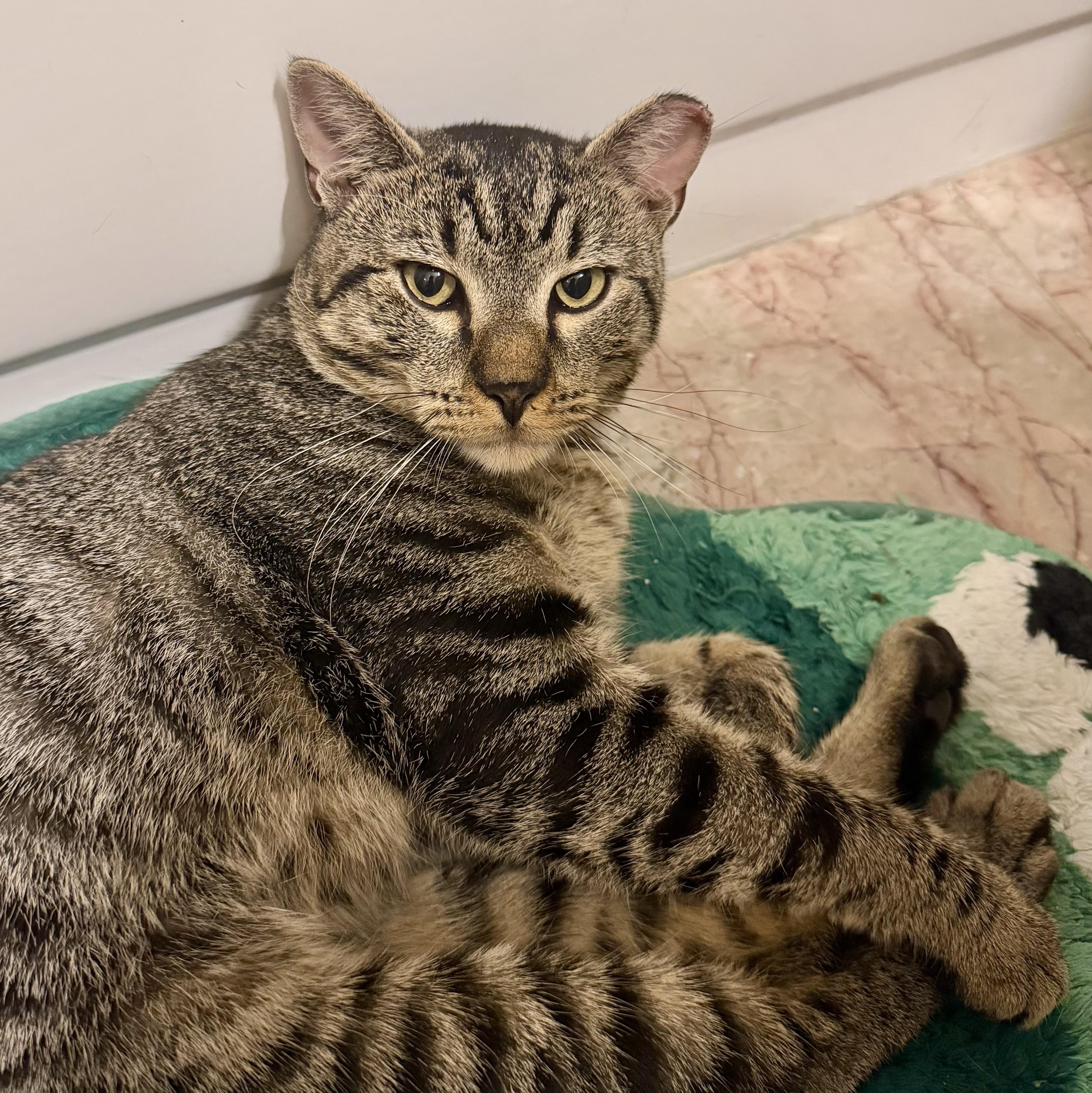 Enlarge Puffin, an adopted Domestic Short Hair in Flushing, NY image 6/6