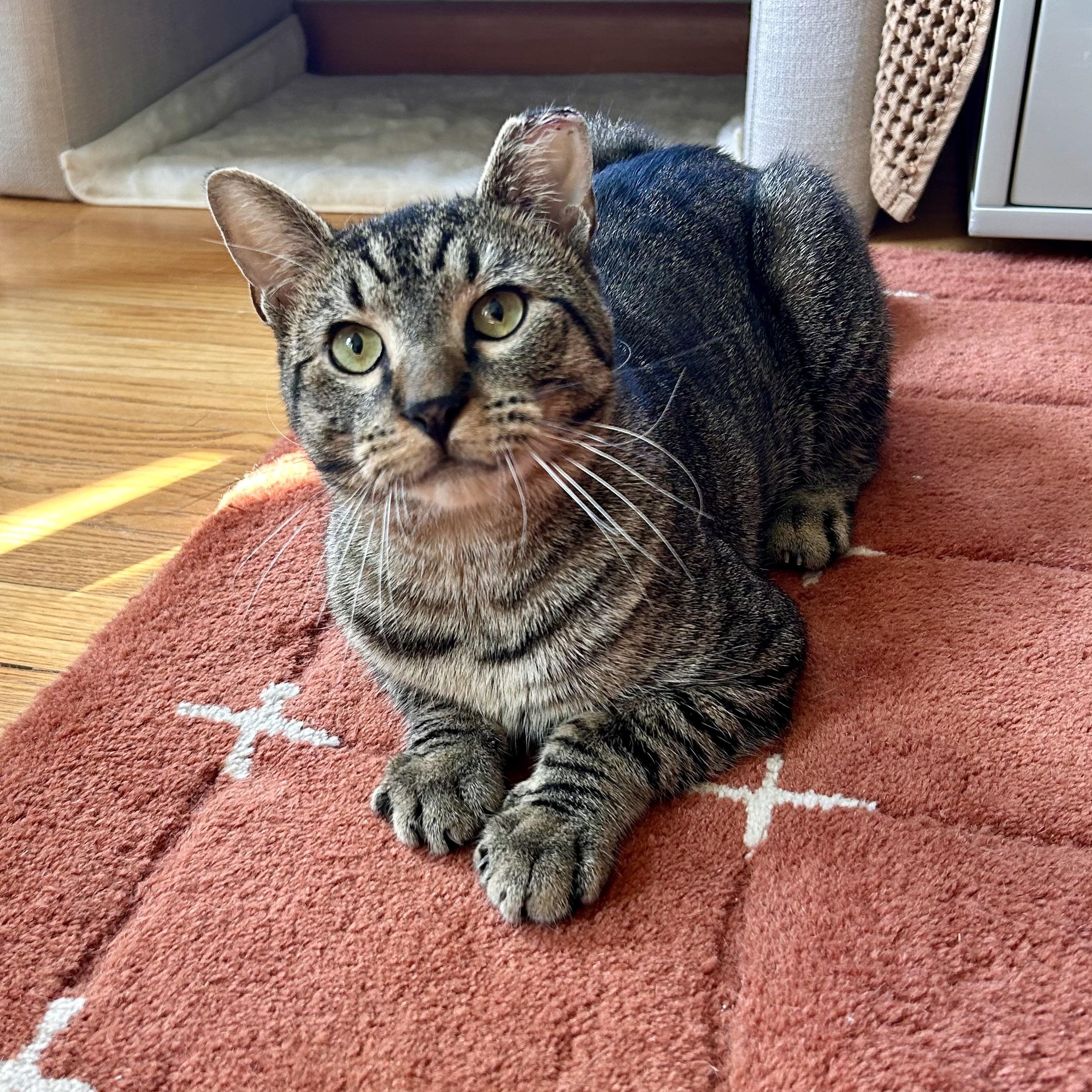 Puffin, adopted, Young Male Domestic Short Hair.