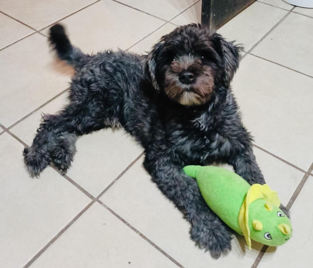 Enlarge Eugenio, an adopted mixed breed in New Britain, CT image 1/6