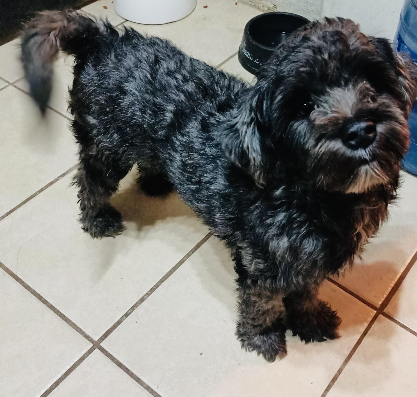 Enlarge Eugenio, an adopted mixed breed in New Britain, CT image 3/6
