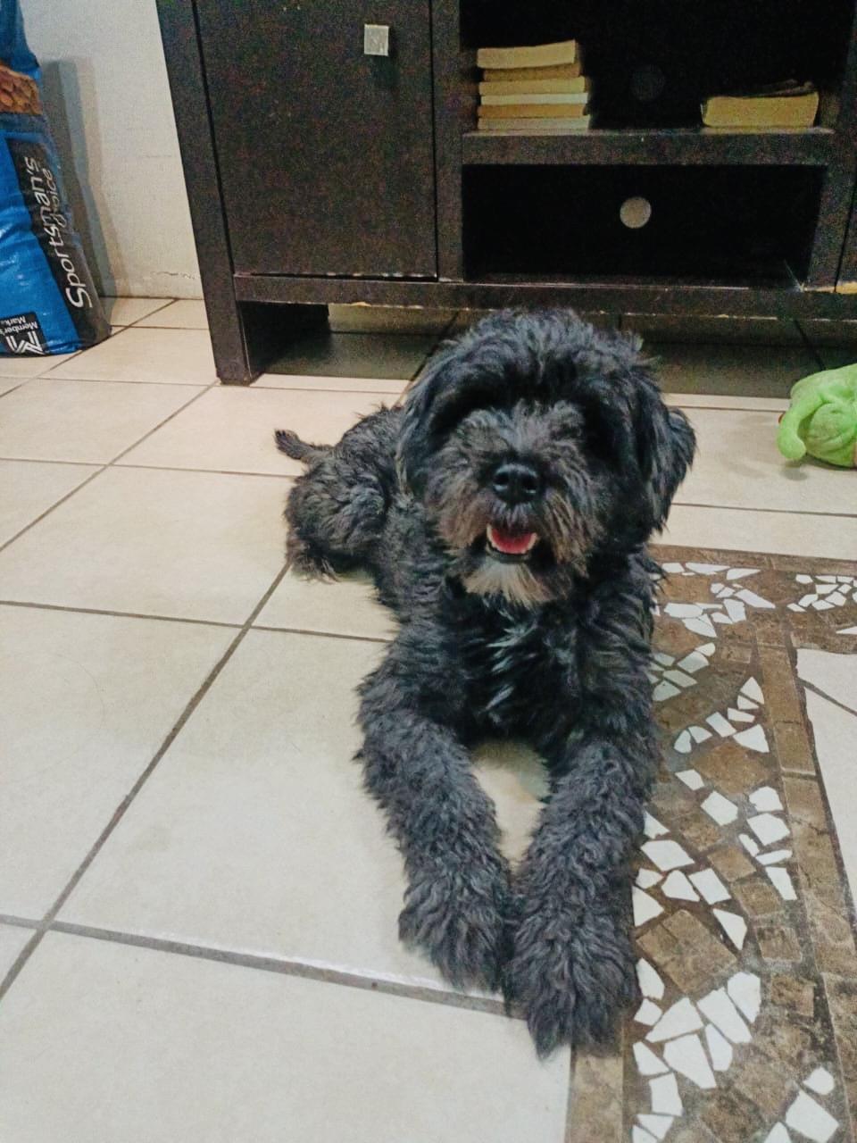 Enlarge Eugenio, an adopted mixed breed in New Britain, CT image 4/6