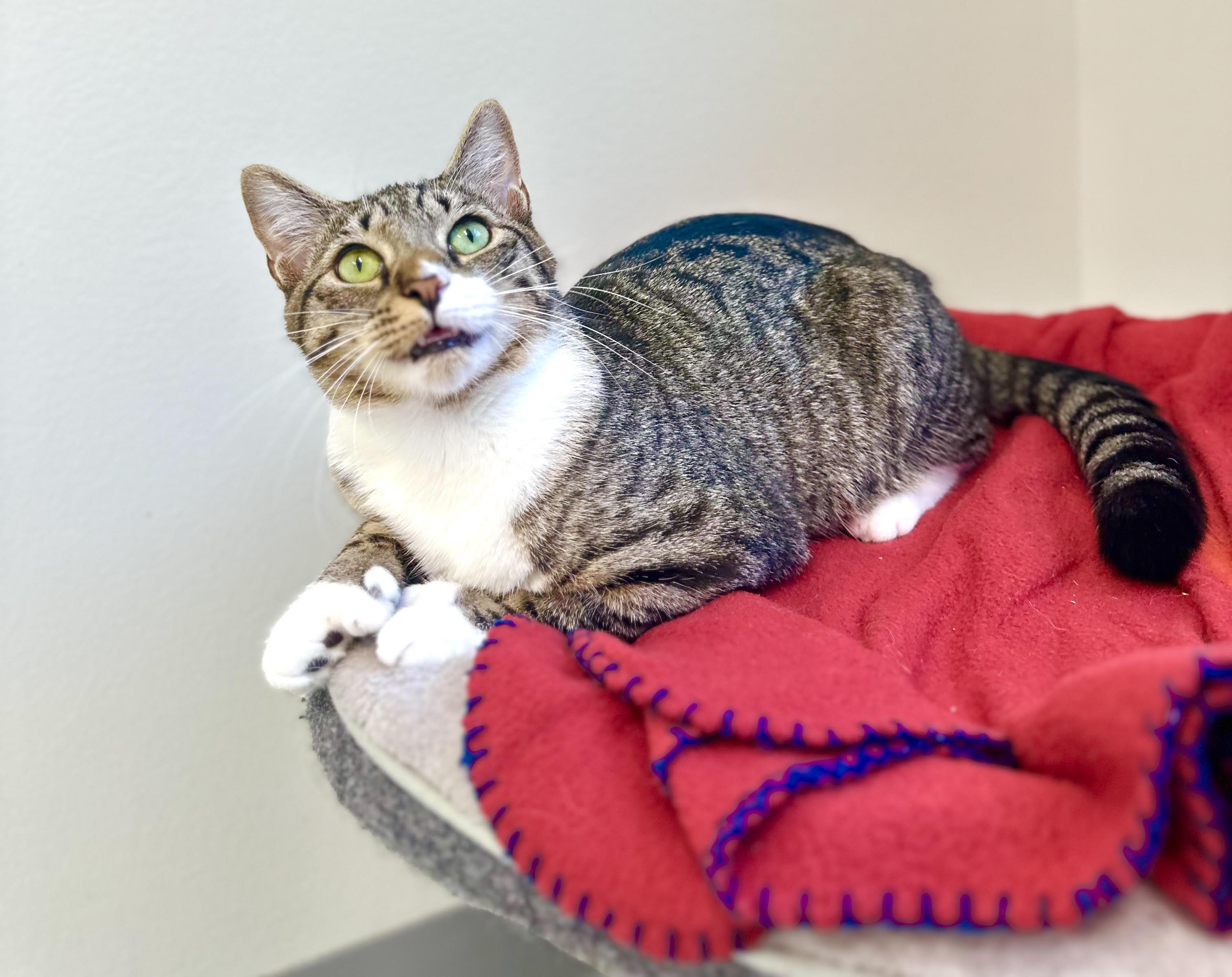 Tweak, a ADOPTABLE American Shorthair in Cherryfield, ME image 2/2