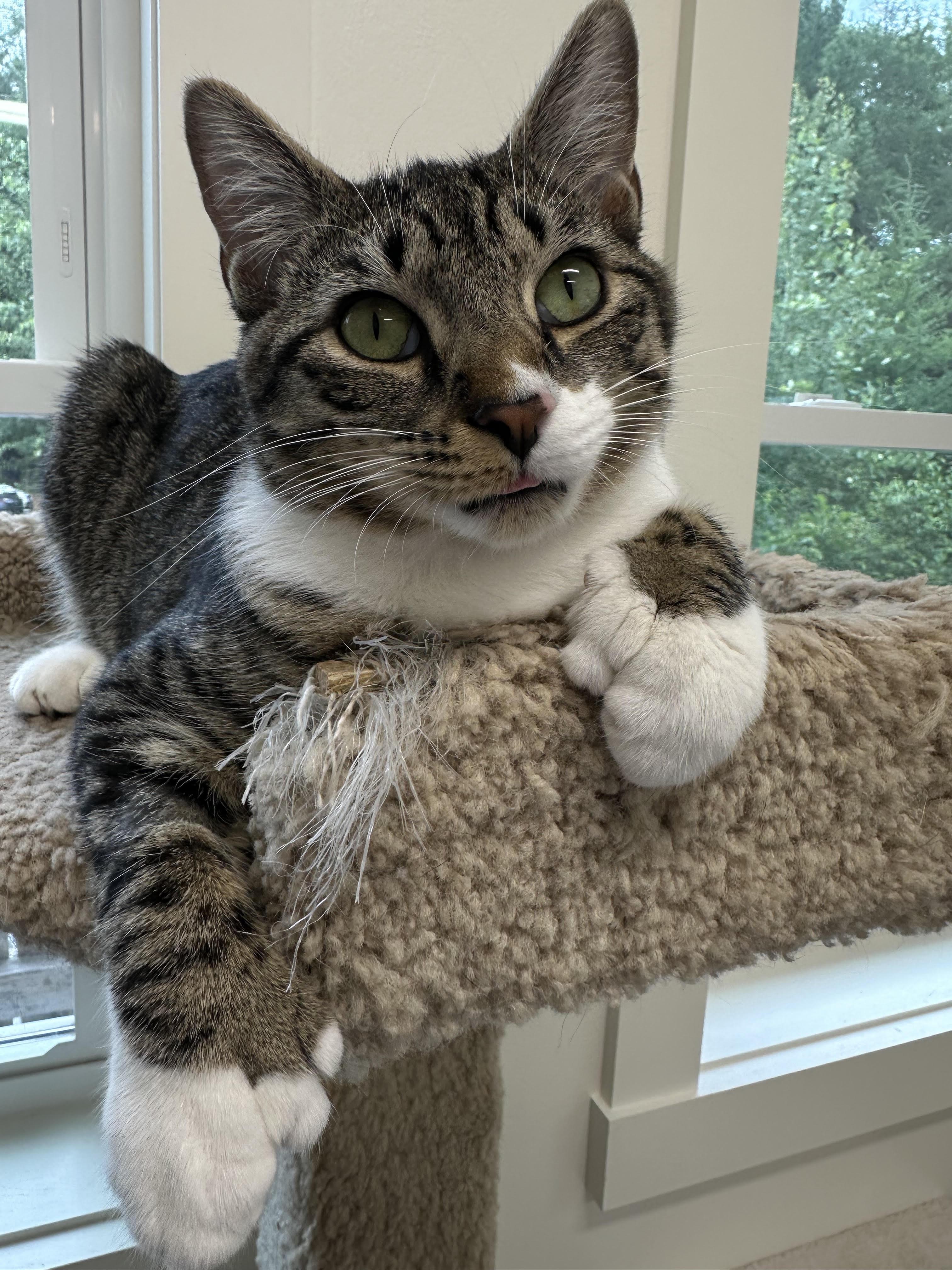 Tweak, ADOPTABLE, Young Female American Shorthair.