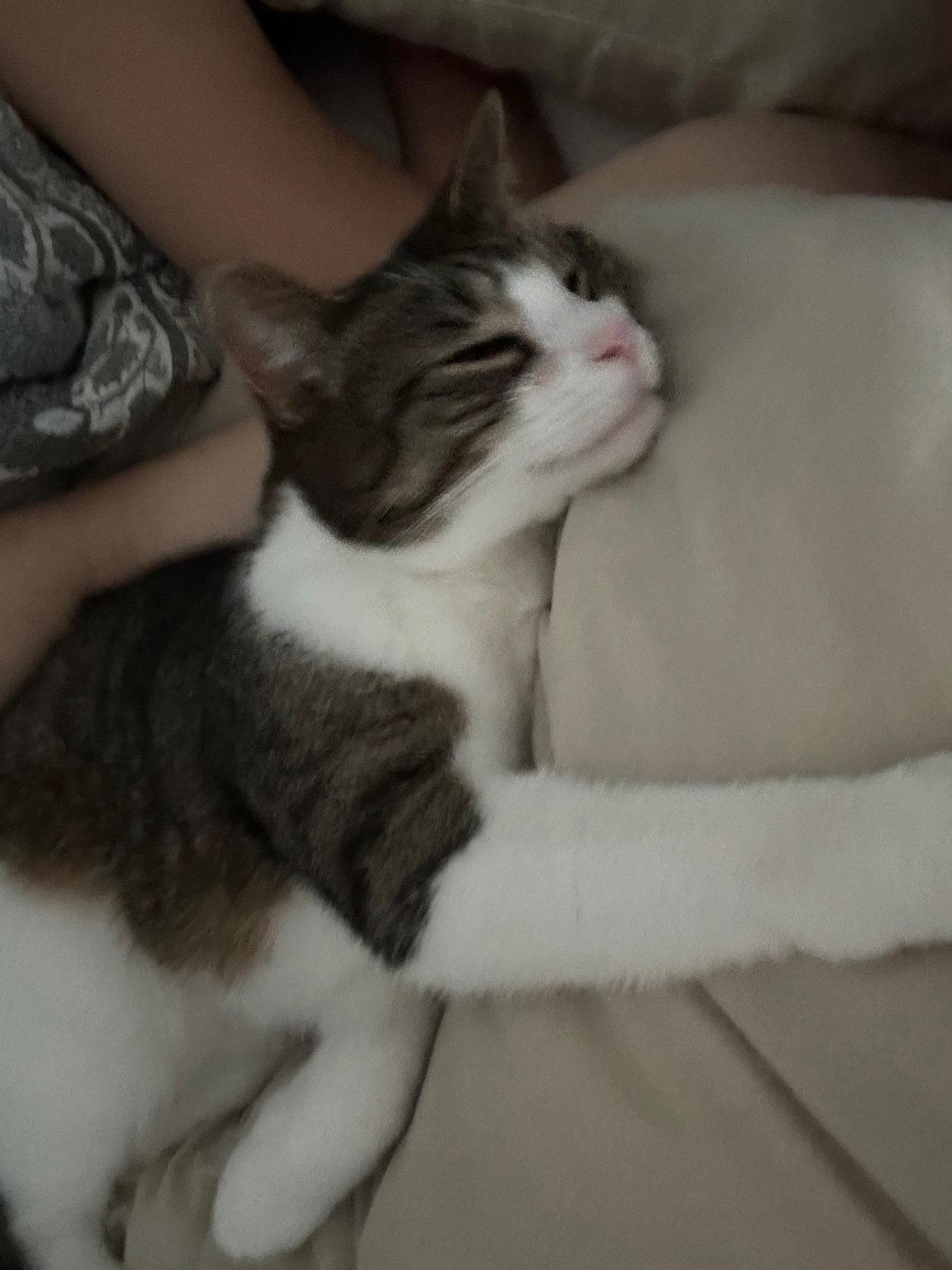 Enlarge Oppie, a Adoptable Domestic Short Hair in Somerville, MA image 1/3