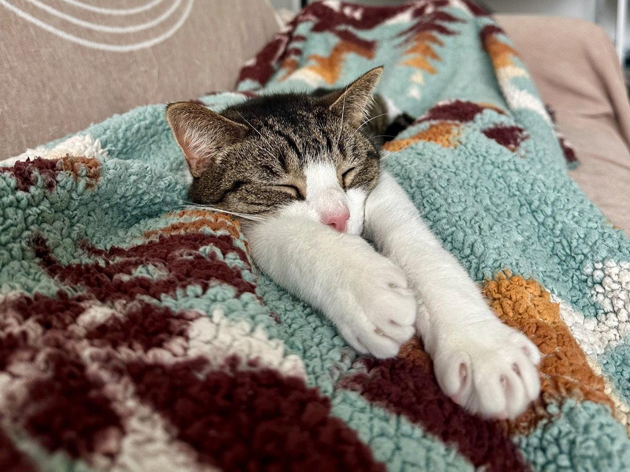 Enlarge Oppie, a Adoptable Domestic Short Hair in Somerville, MA image 3/3