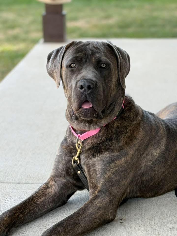 Enlarge Pac (in a FOSTER home), a Adoptable Cane Corso in Springfield, IL image 1/5