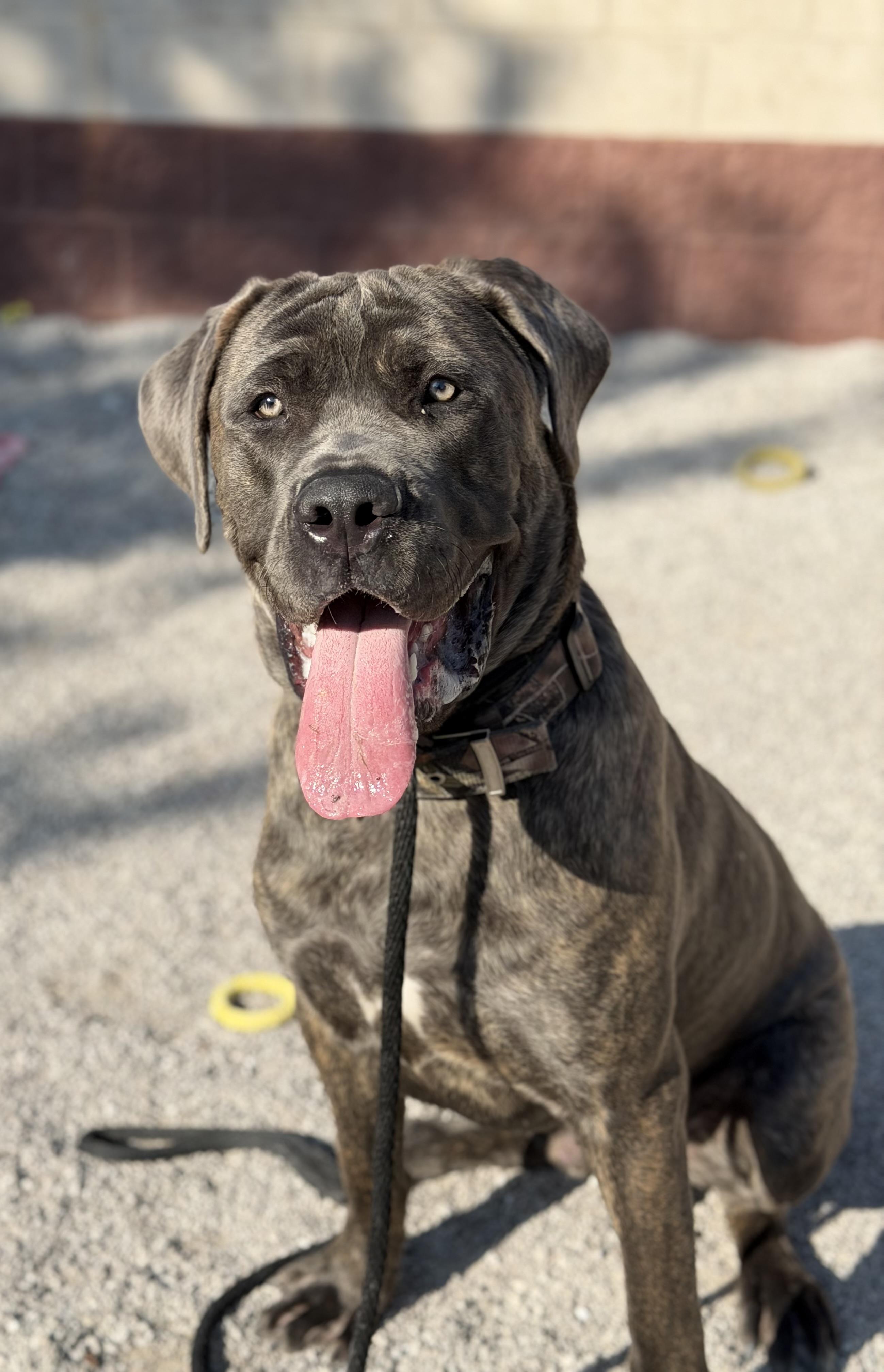 Enlarge Pac (in a FOSTER home), a Adoptable Cane Corso in Springfield, IL image 2/5