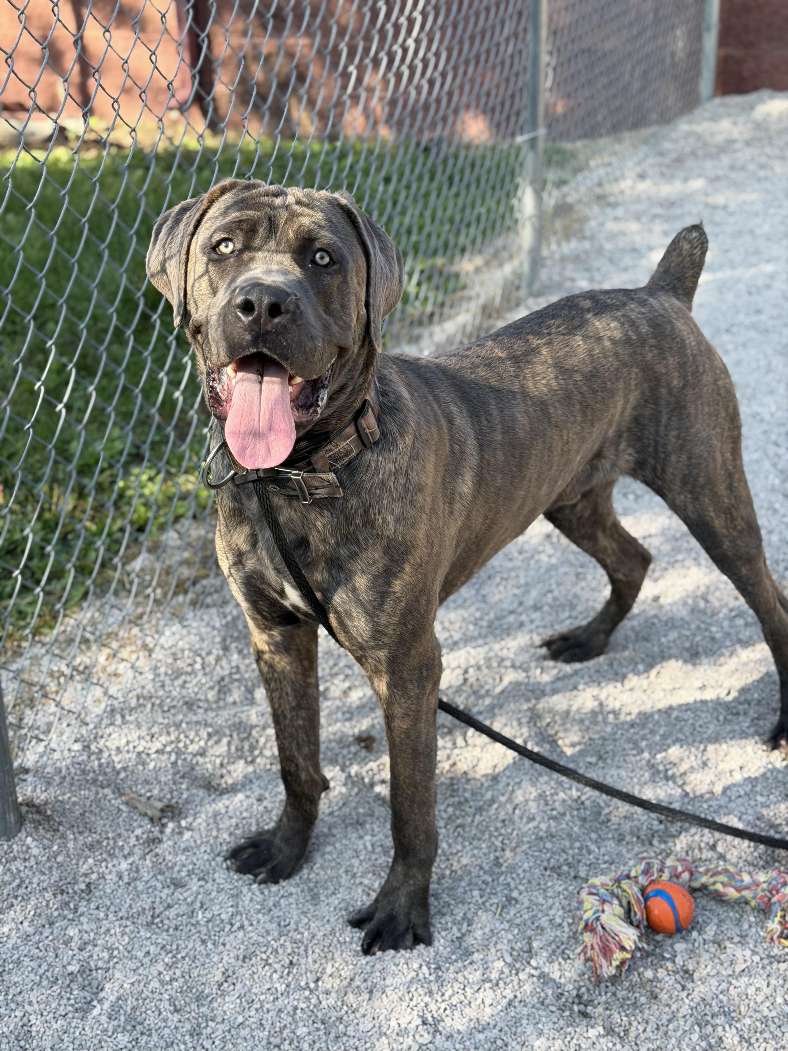 Enlarge Pac (in a FOSTER home), a Adoptable Cane Corso in Springfield, IL image 4/5