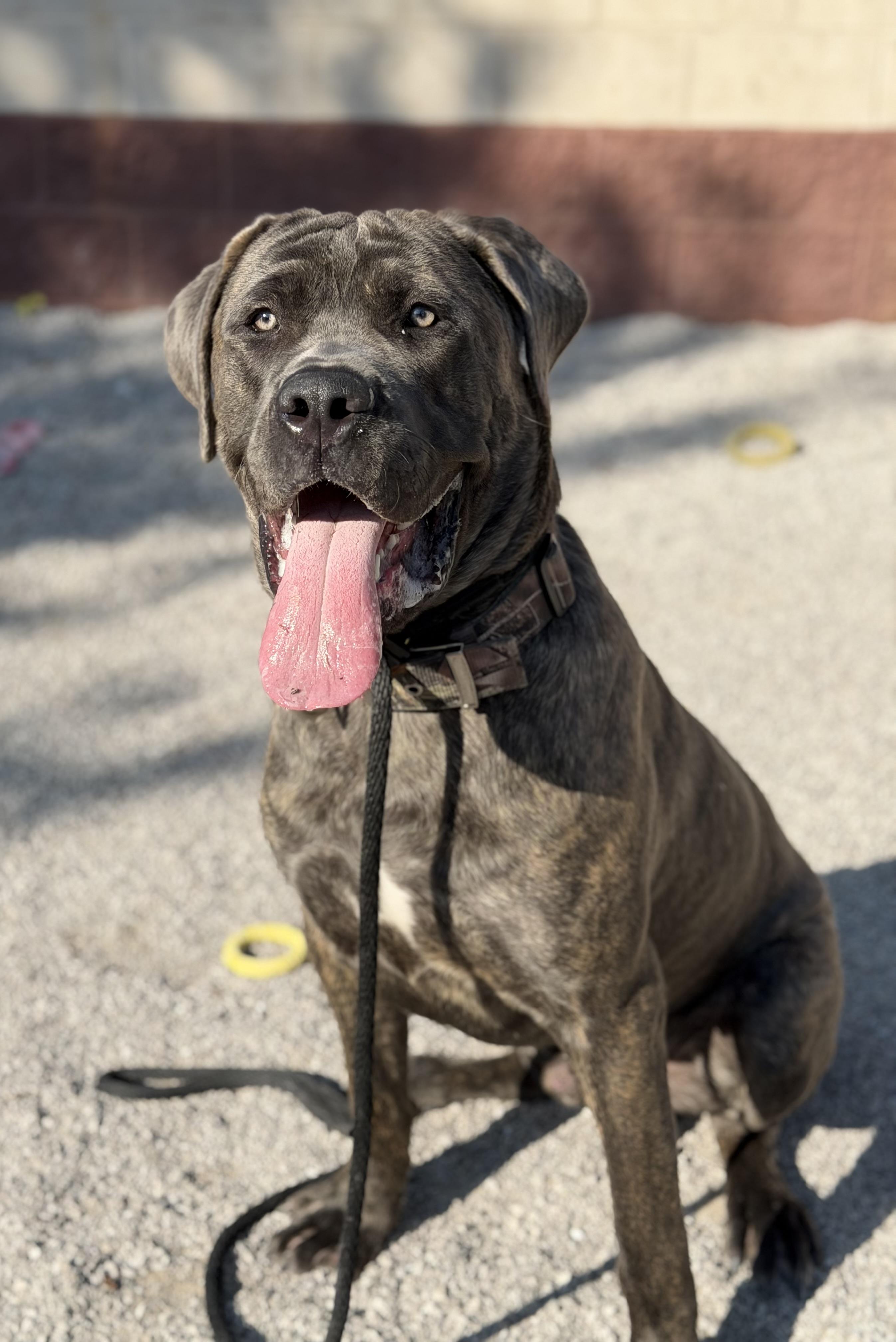 Enlarge Pac (in a FOSTER home), a Adoptable Cane Corso in Springfield, IL image 5/5