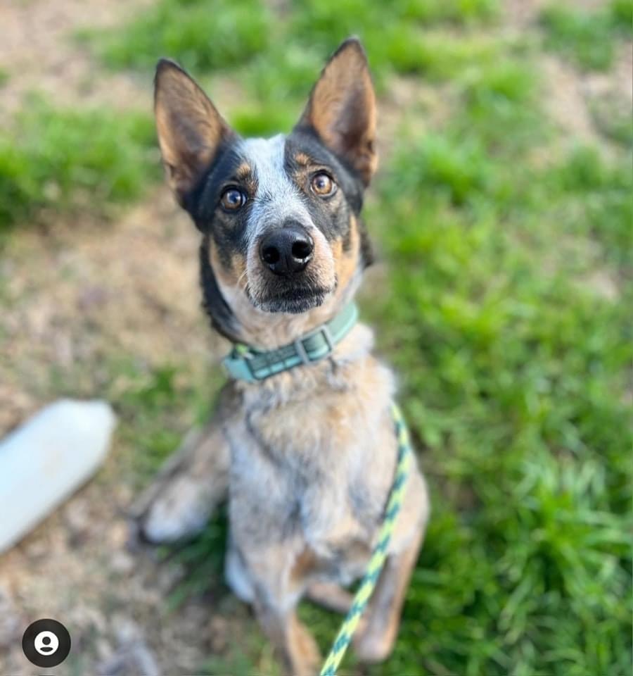 Enlarge Koa, a Adoptable Australian Cattle Dog / Blue Heeler in San Francisco, CA image 4/5