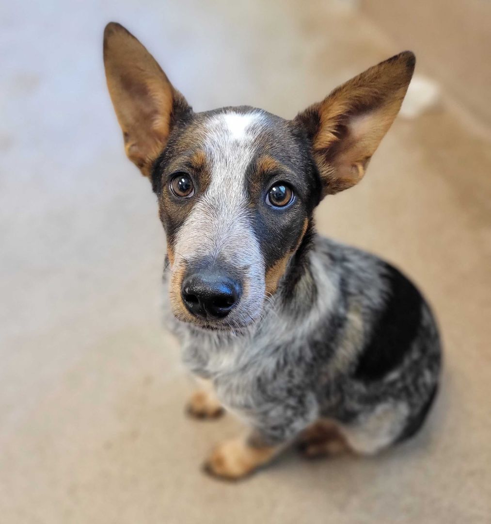 Enlarge Koa, a Adoptable Australian Cattle Dog / Blue Heeler in San Francisco, CA image 5/5