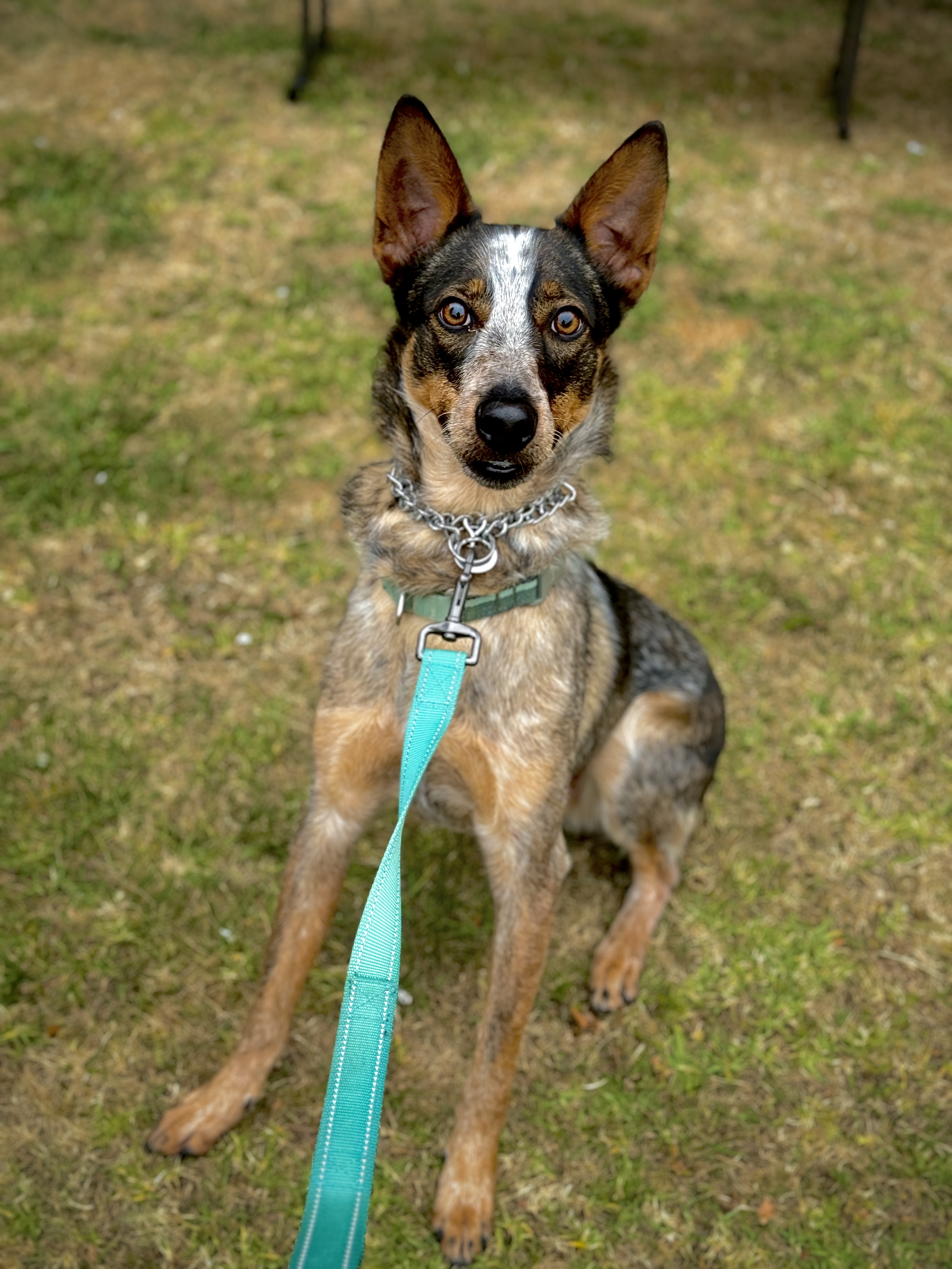 Enlarge Koa, a Adoptable Australian Cattle Dog / Blue Heeler in San Francisco, CA image 1/5