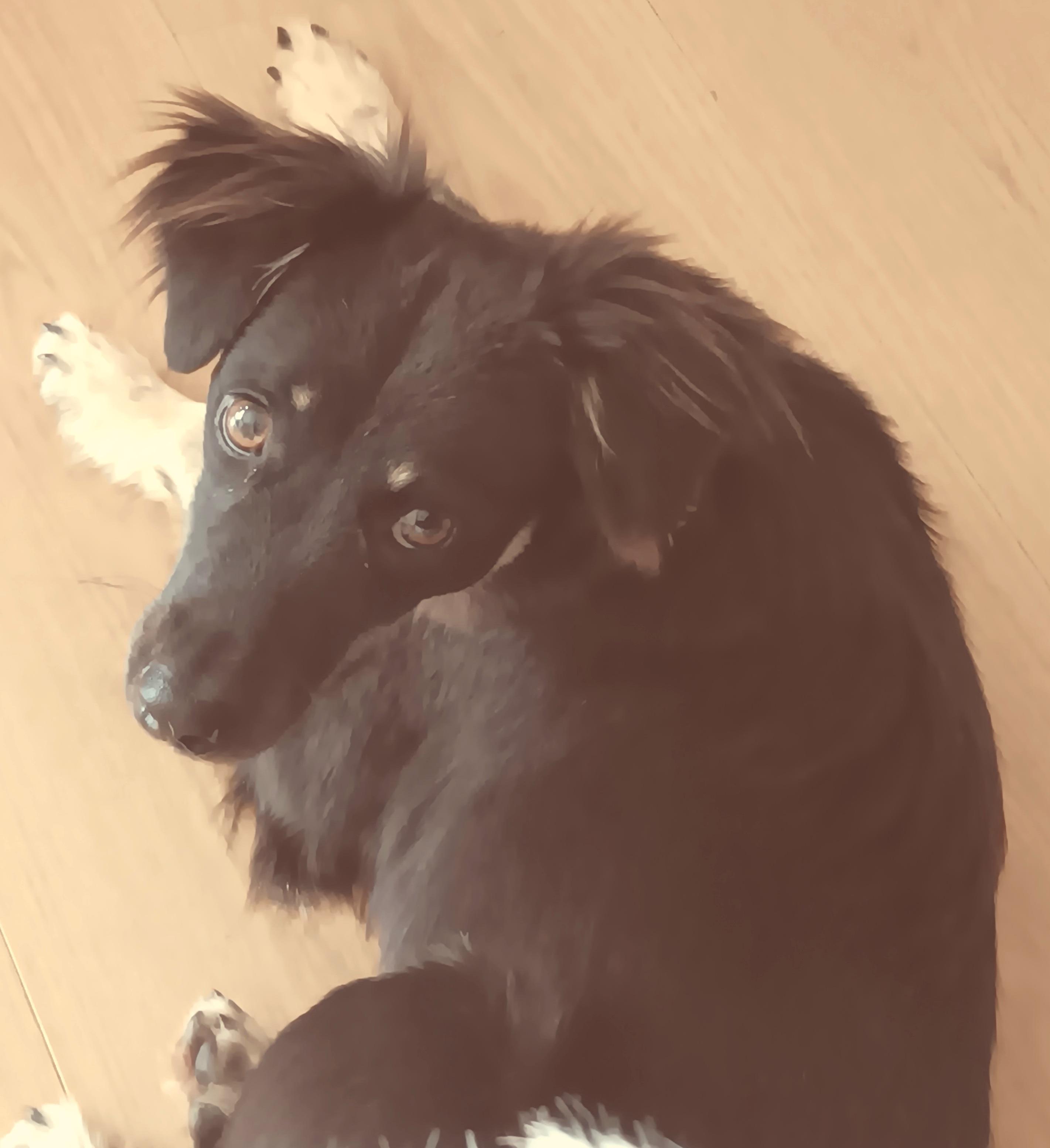 Truffle, ADOPTABLE, Young Male Terrier.