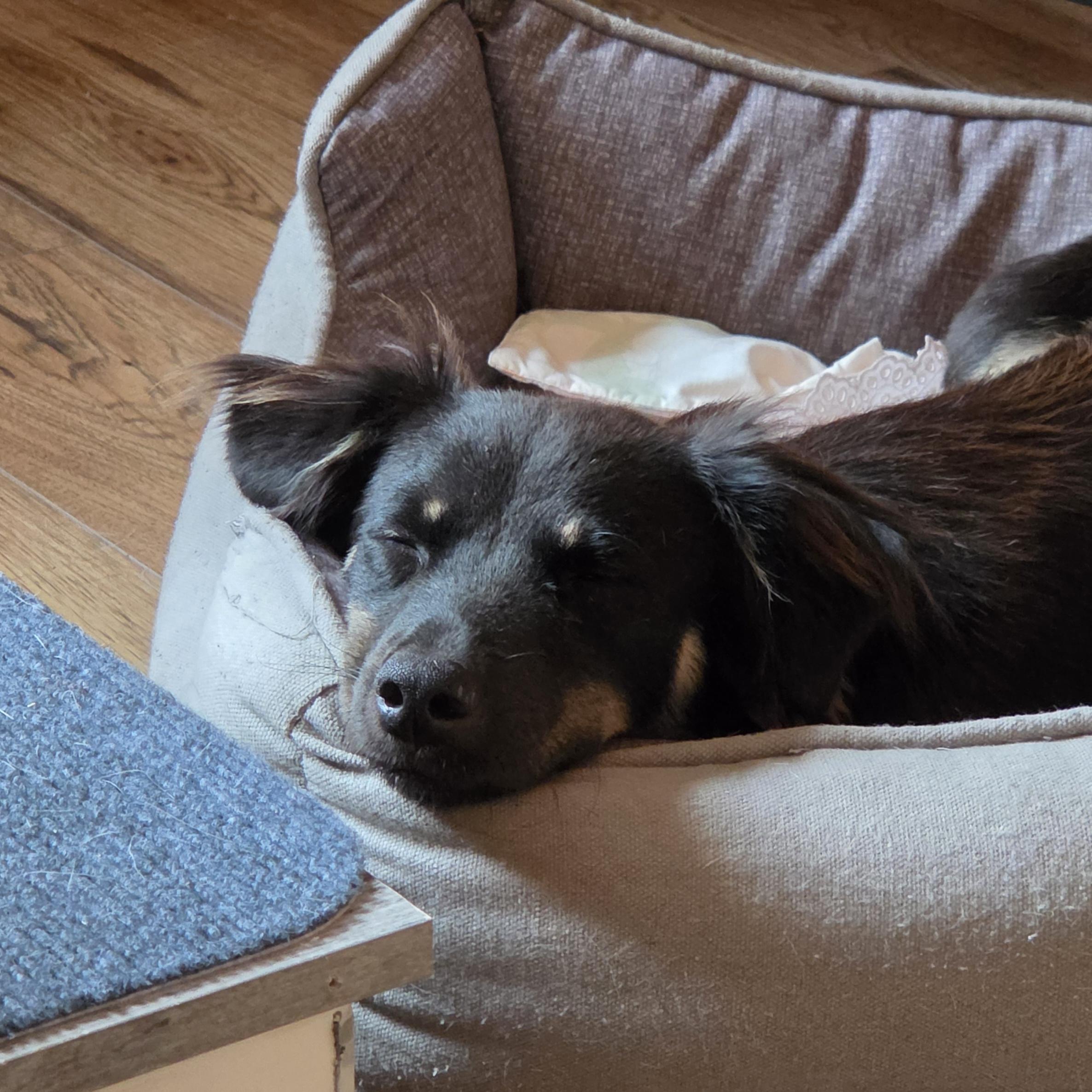 Enlarge Truffle, a ADOPTABLE mixed breed in Toronto, ON image 2/3