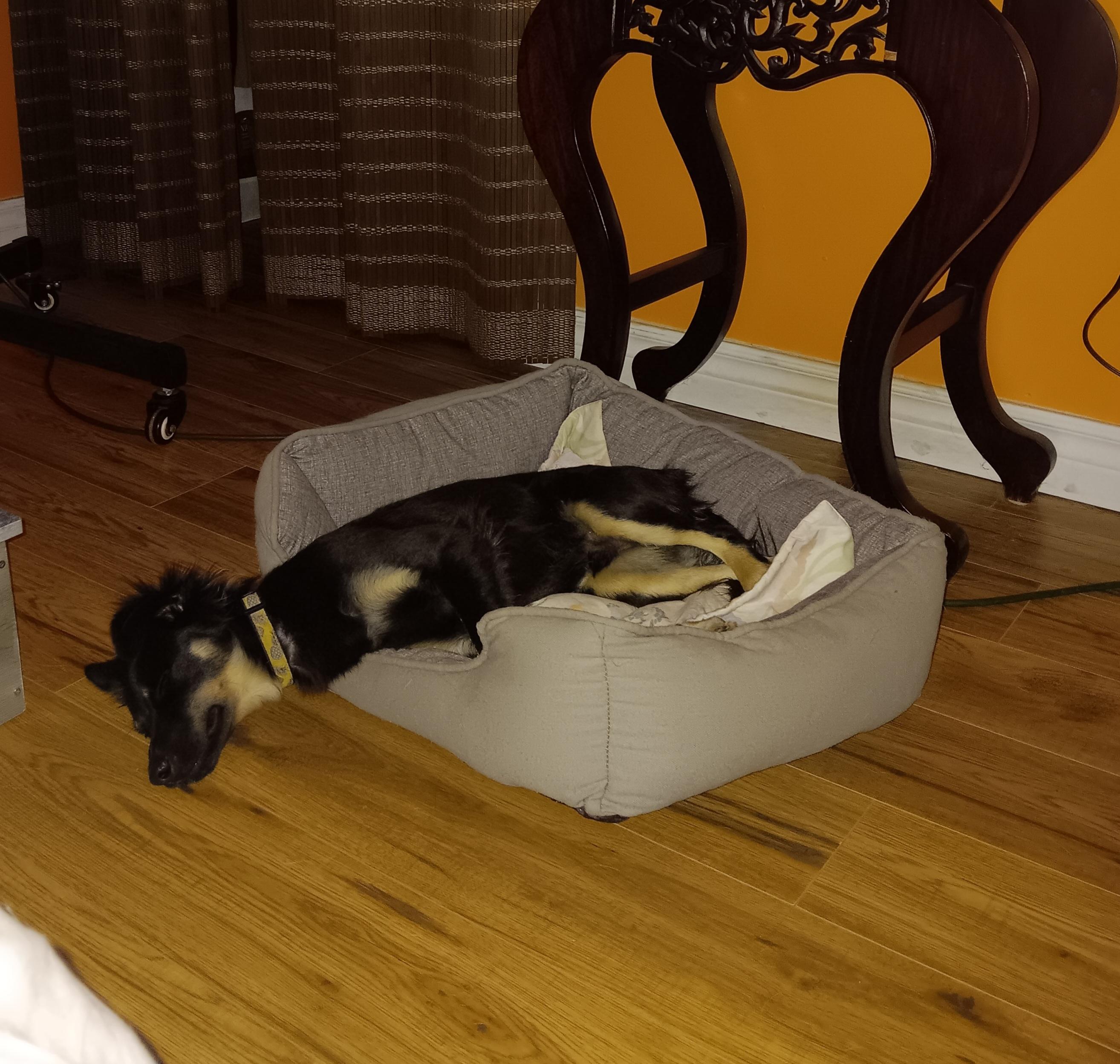Enlarge Truffle, a ADOPTABLE mixed breed in Toronto, ON image 3/3