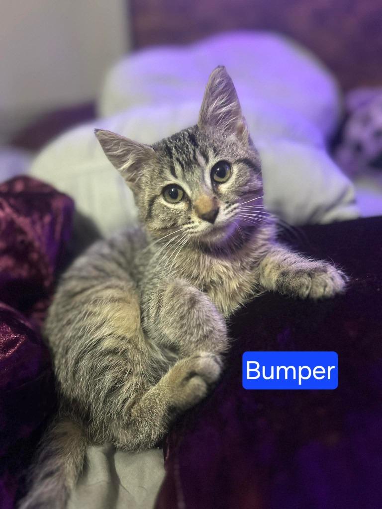 Enlarge Bumper, a Adoptable mixed breed in Miami, OK image 1/1