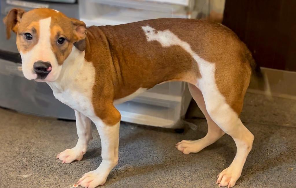 Lamoo, Adoptable, Young Female Mixed Breed.