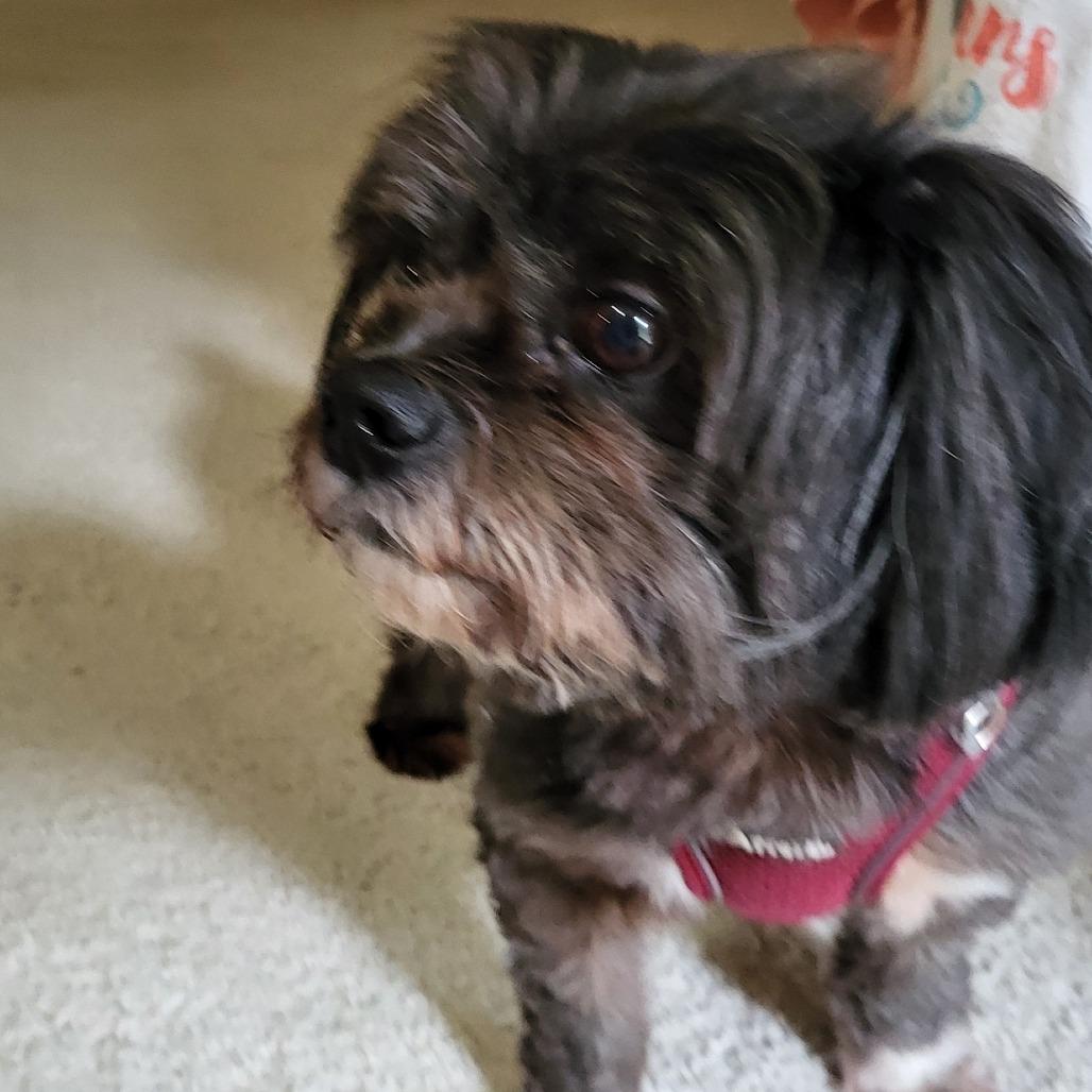 Enlarge Presley D12600, a Adoptable mixed breed in Princeton, MN image 1/3