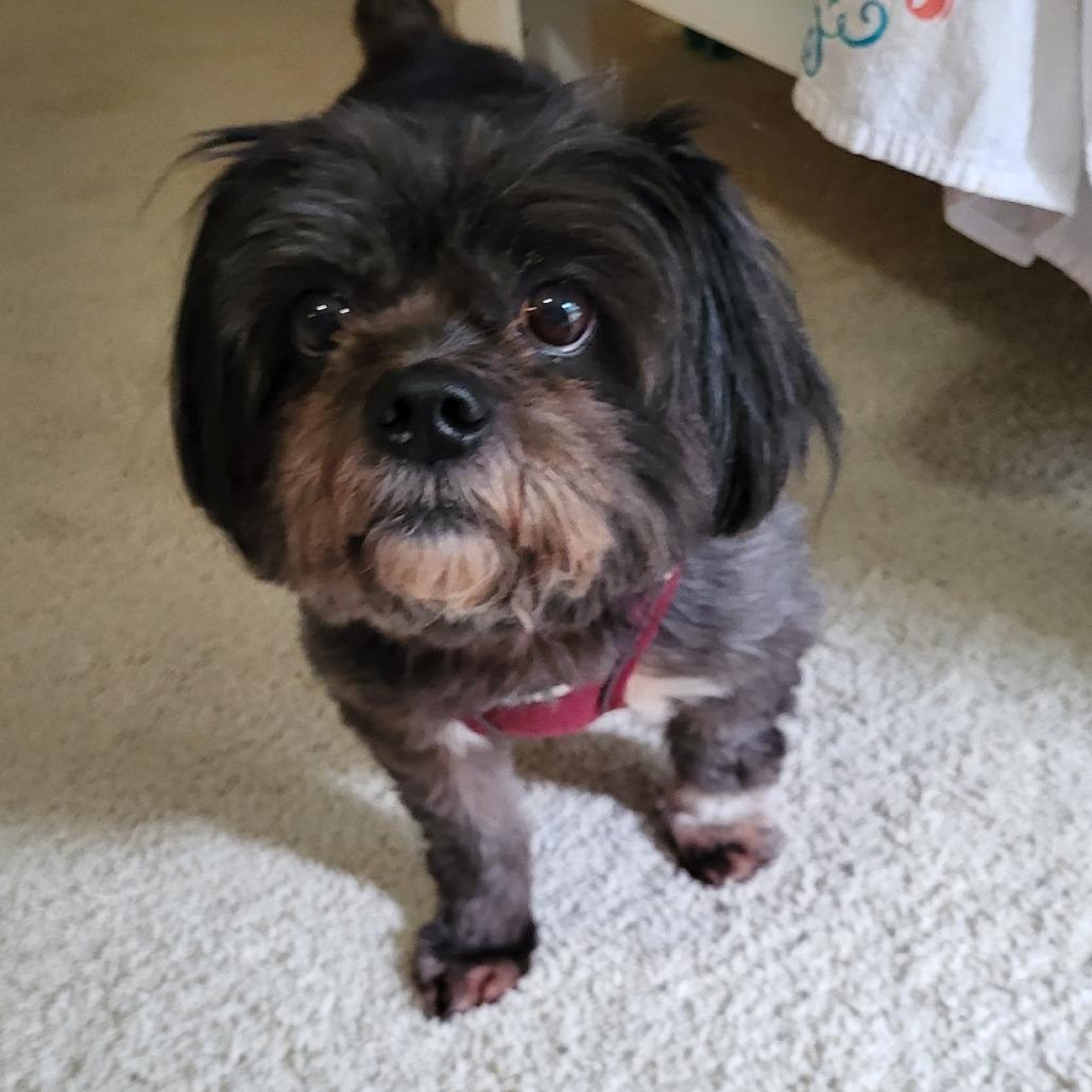 Enlarge Presley D12600, a Adoptable mixed breed in Princeton, MN image 2/3
