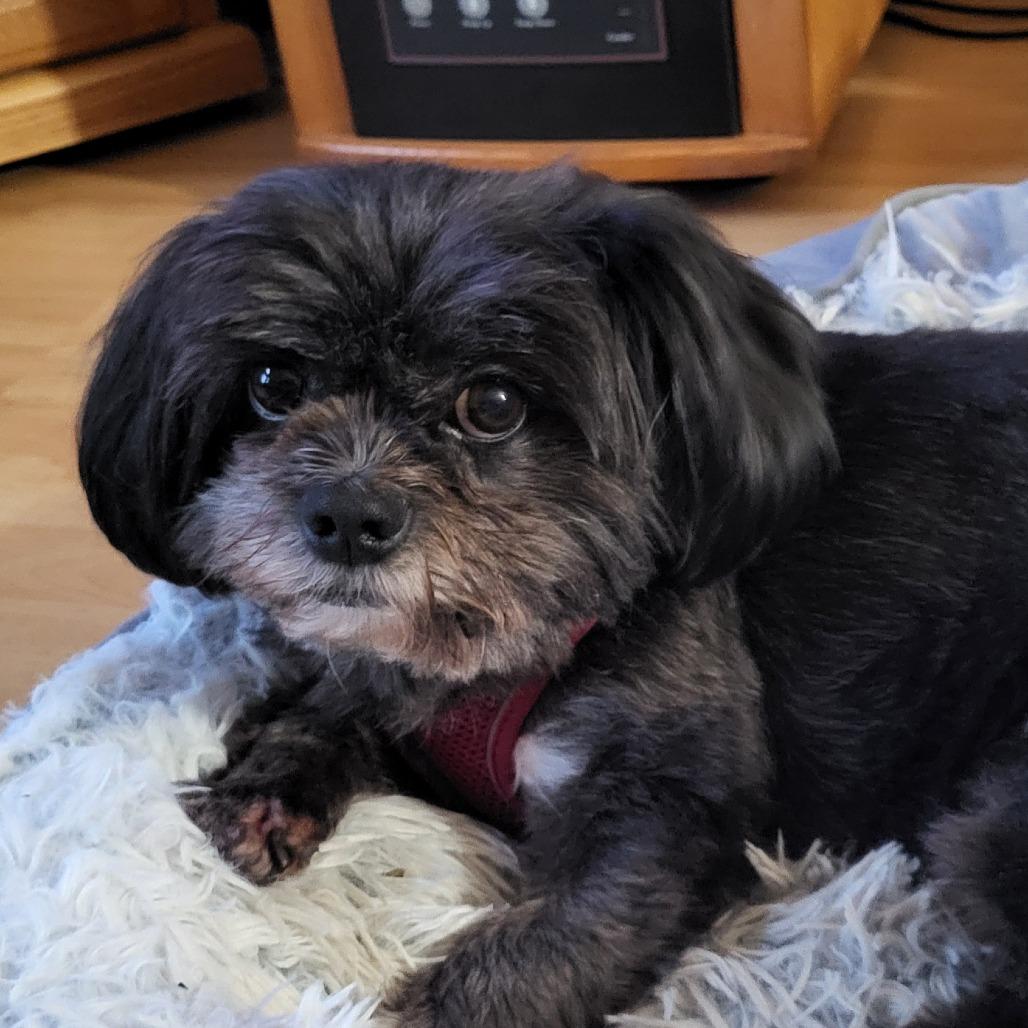 Enlarge Presley D12600, a Adoptable mixed breed in Princeton, MN image 3/3