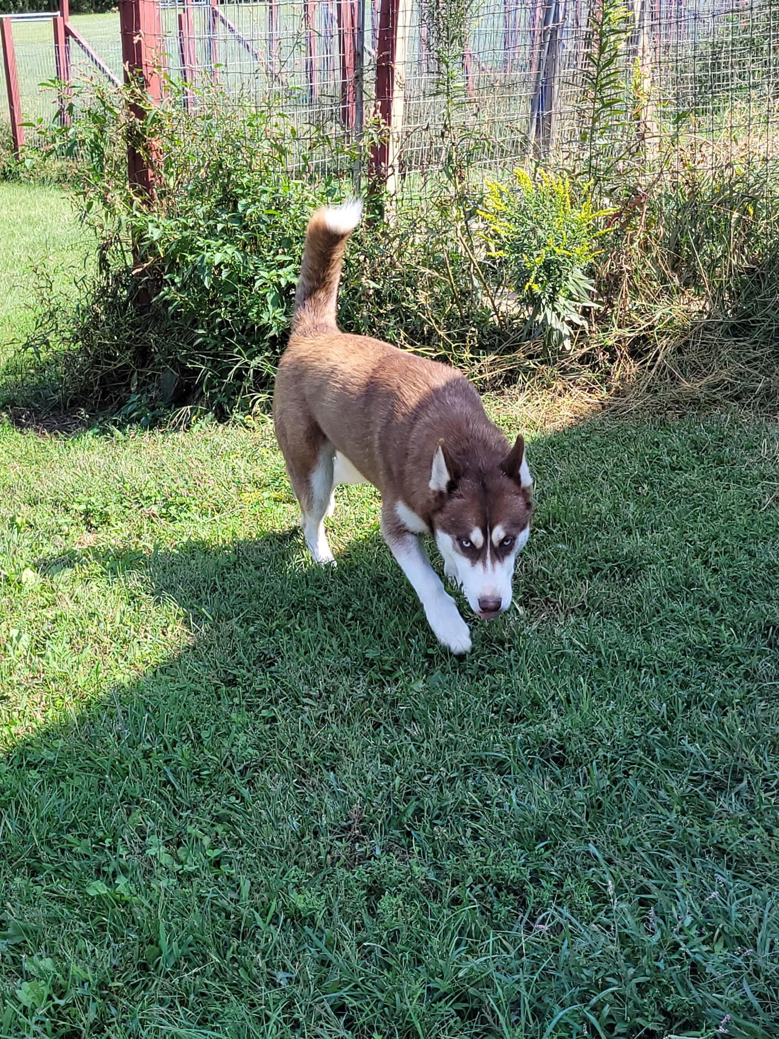 Marco, Adoptable, Adult Male Husky.
