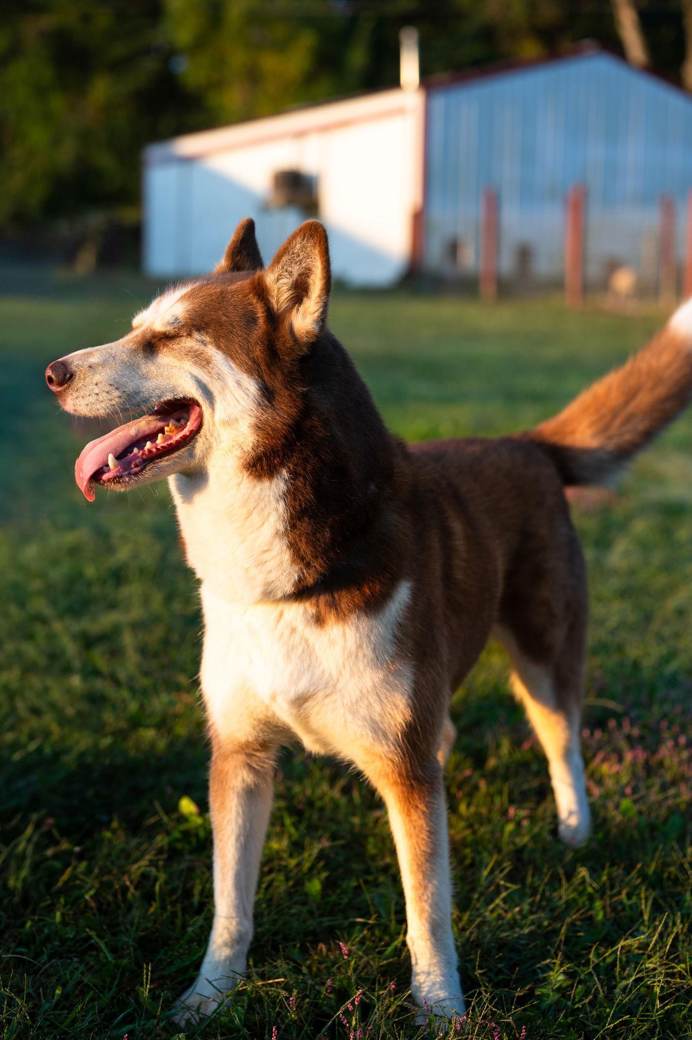 Enlarge Marco, a Adoptable Husky in Poland, IN image 2/3