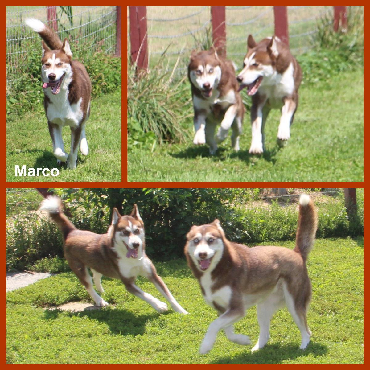 Enlarge Marco, a Adoptable Husky in Poland, IN image 3/3