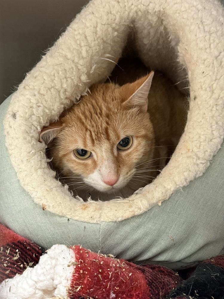 Enlarge Champagne, a Adoptable mixed breed in Bemidji, MN image 1/2