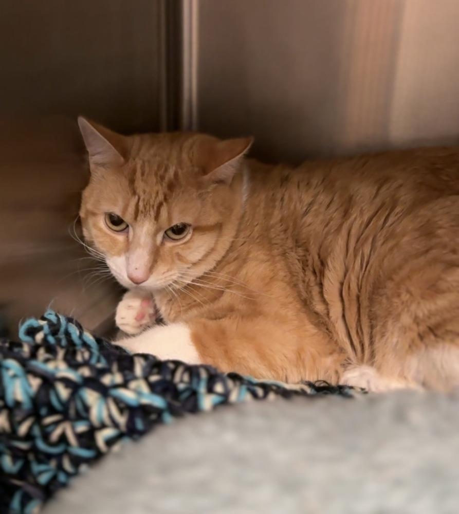 Enlarge Champagne, a Adoptable mixed breed in Bemidji, MN image 1/1