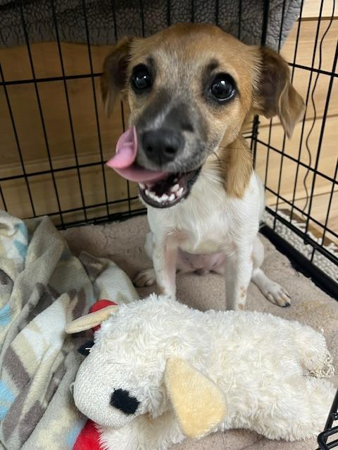 Enlarge Sally, a Adoptable mixed breed in Manchester, TN image 1/1