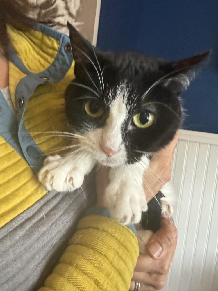 Maeve, Adoptable, Adult Female Domestic Short Hair.