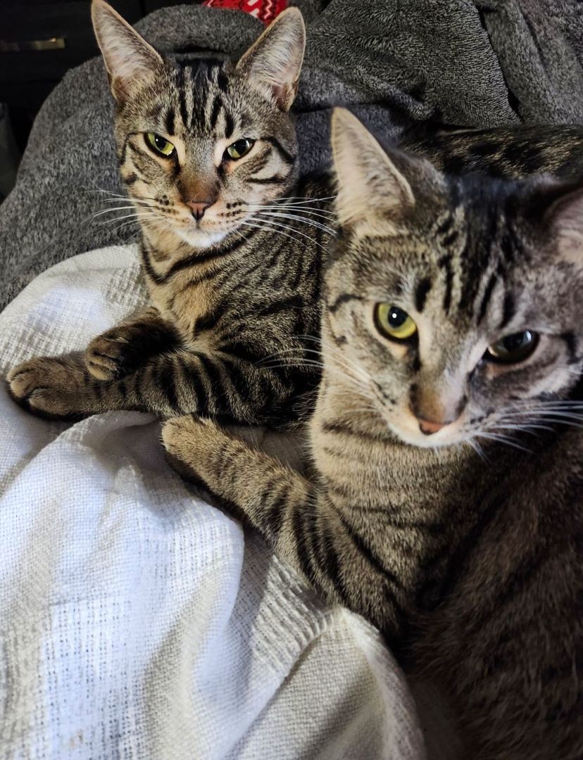 MINNIE & MILES (Bro-Sis BFFs), a Adoptable mixed breed in New York, NY image 5/6