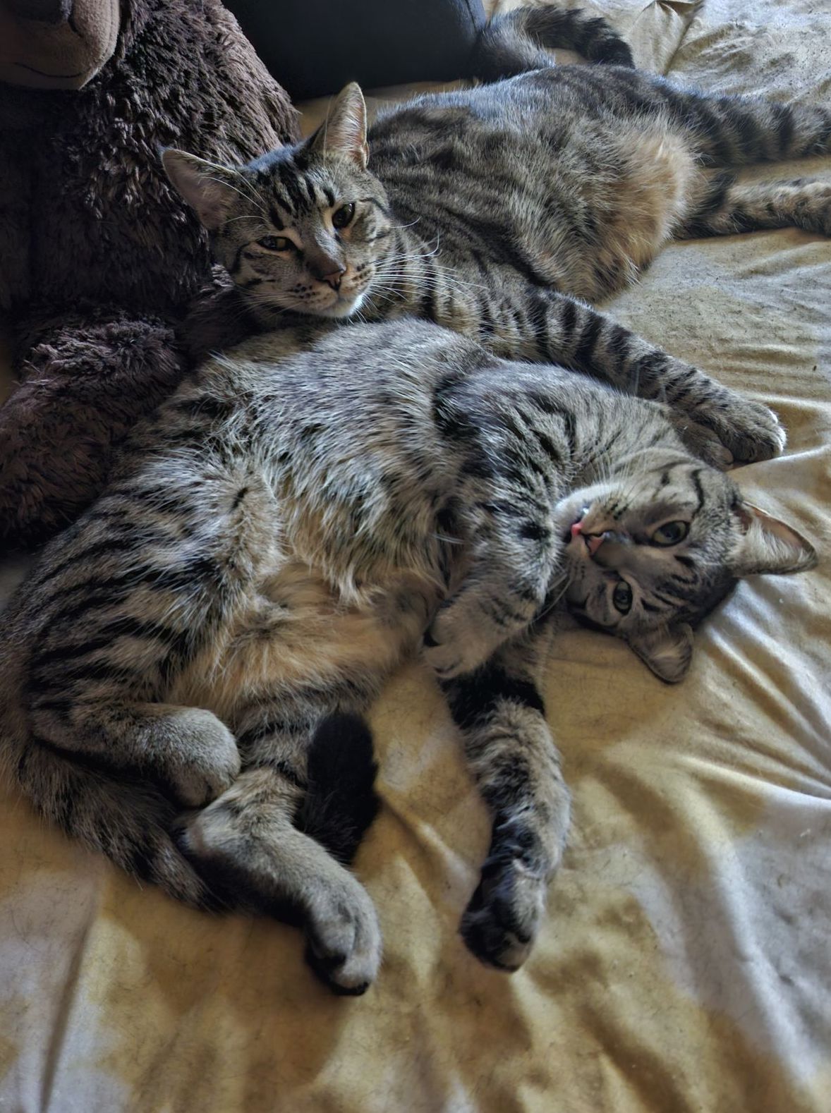 MINNIE & MILES (Bro-Sis BFFs), Adoptable, Adult Female Tabby & Domestic Short Hair.