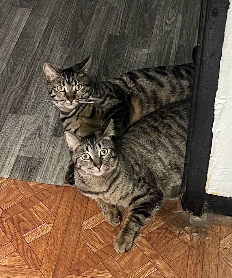 MINNIE & MILES (Bro-Sis BFFs), a Adoptable mixed breed in New York, NY image 2/6