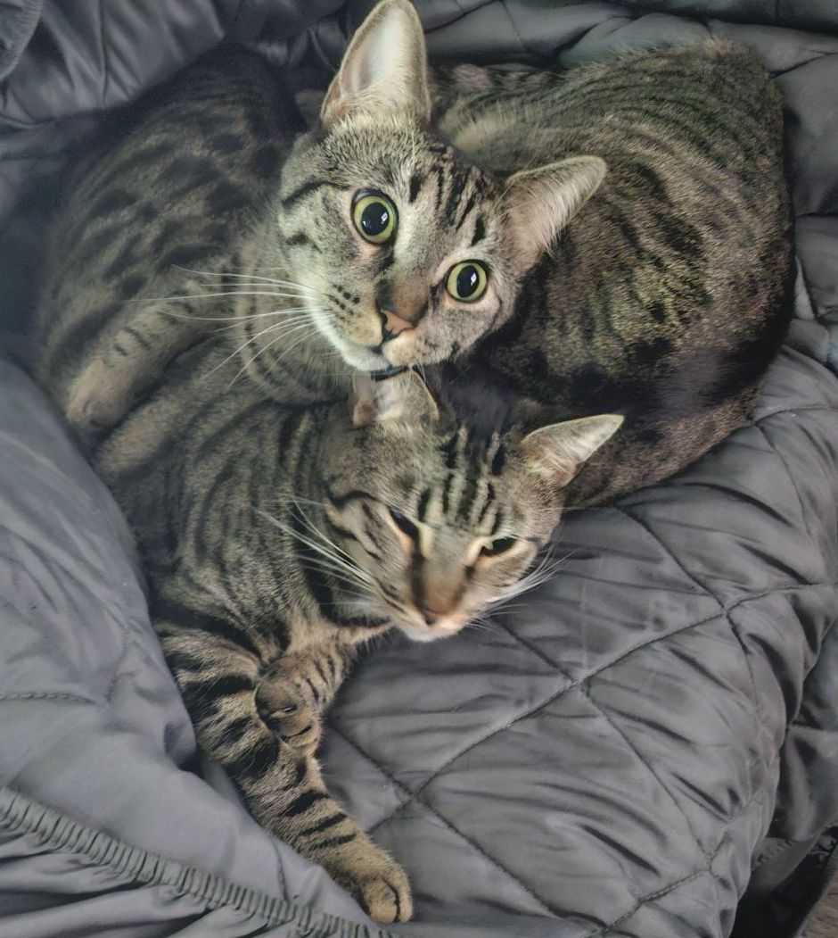 MINNIE & MILES (Bro-Sis BFFs), a Adoptable mixed breed in New York, NY image 4/6