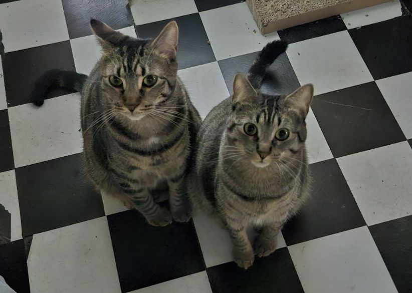 MINNIE & MILES (Bro-Sis BFFs), a Adoptable mixed breed in New York, NY image 3/6