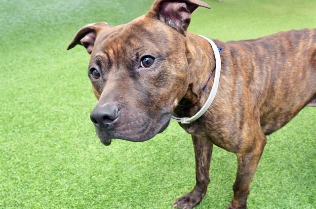 Enlarge TIGER, a Adoptable Pit Bull Terrier in Fort Lauderdale, FL image 1/1