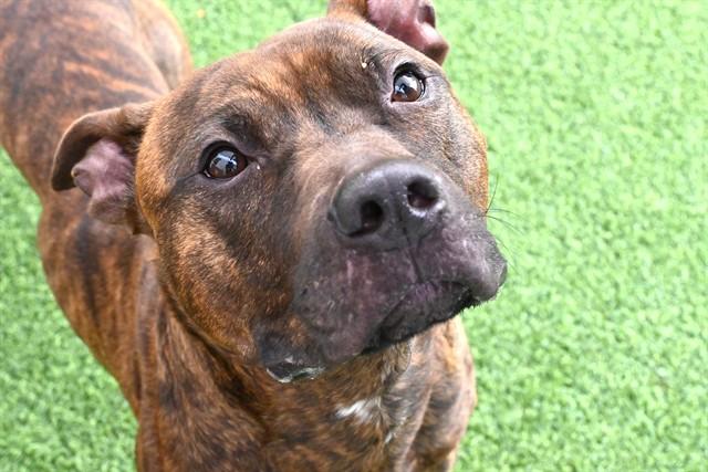 Enlarge PADDY, a Adoptable Pit Bull Terrier in Fort Lauderdale, FL image 1/1