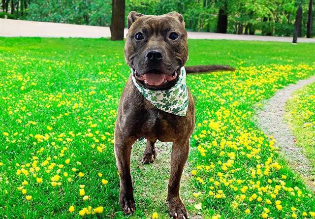 PADDY, Adoptable, Young Male Pit Bull Terrier.