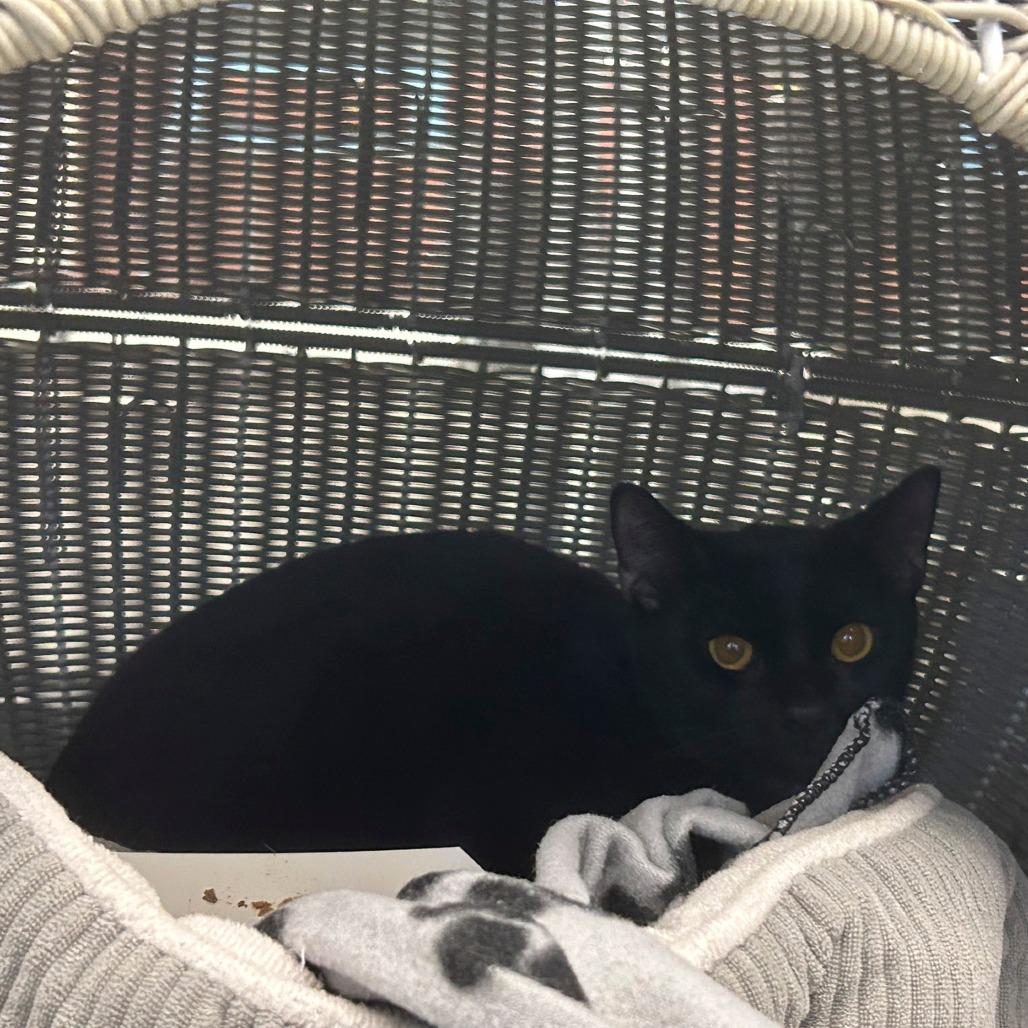 Samuel, a Adoptable Domestic Short Hair in West Palm Beach, FL image 1/6