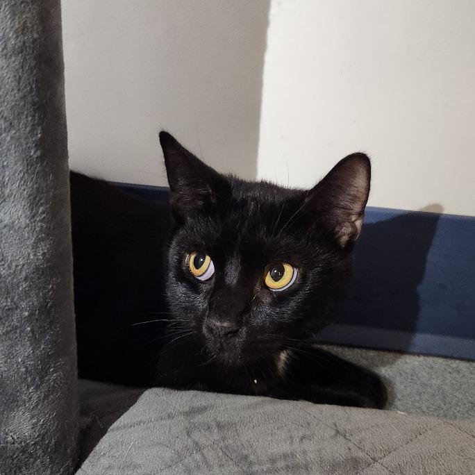 Samuel, a Adoptable Domestic Short Hair in West Palm Beach, FL image 2/6