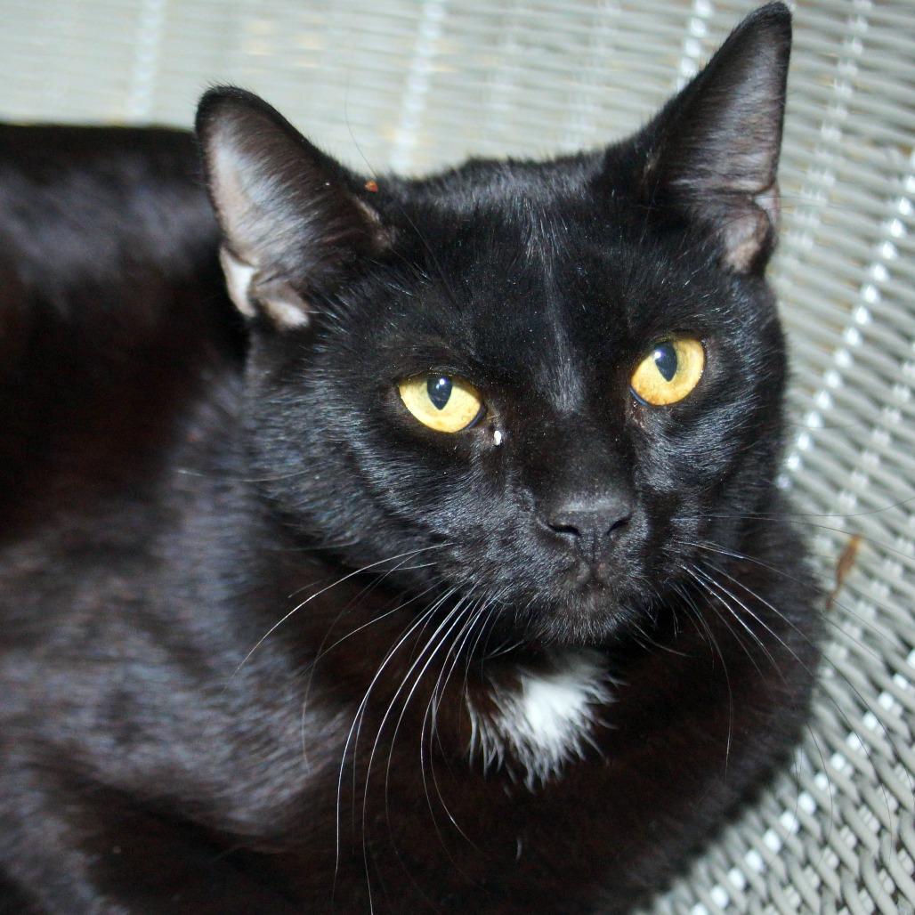 Samuel, a Adoptable Domestic Short Hair in West Palm Beach, FL image 3/6