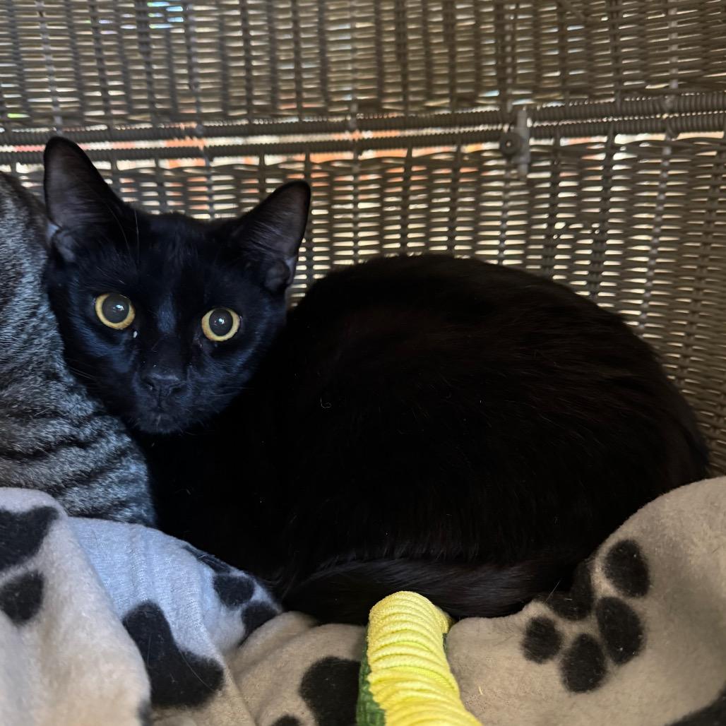 Samuel, a Adoptable Domestic Short Hair in West Palm Beach, FL image 5/6