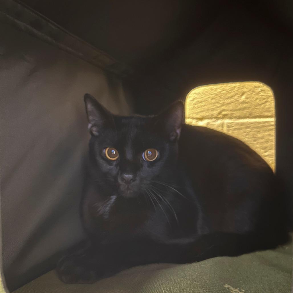 Samuel, a Adoptable Domestic Short Hair in West Palm Beach, FL image 6/6