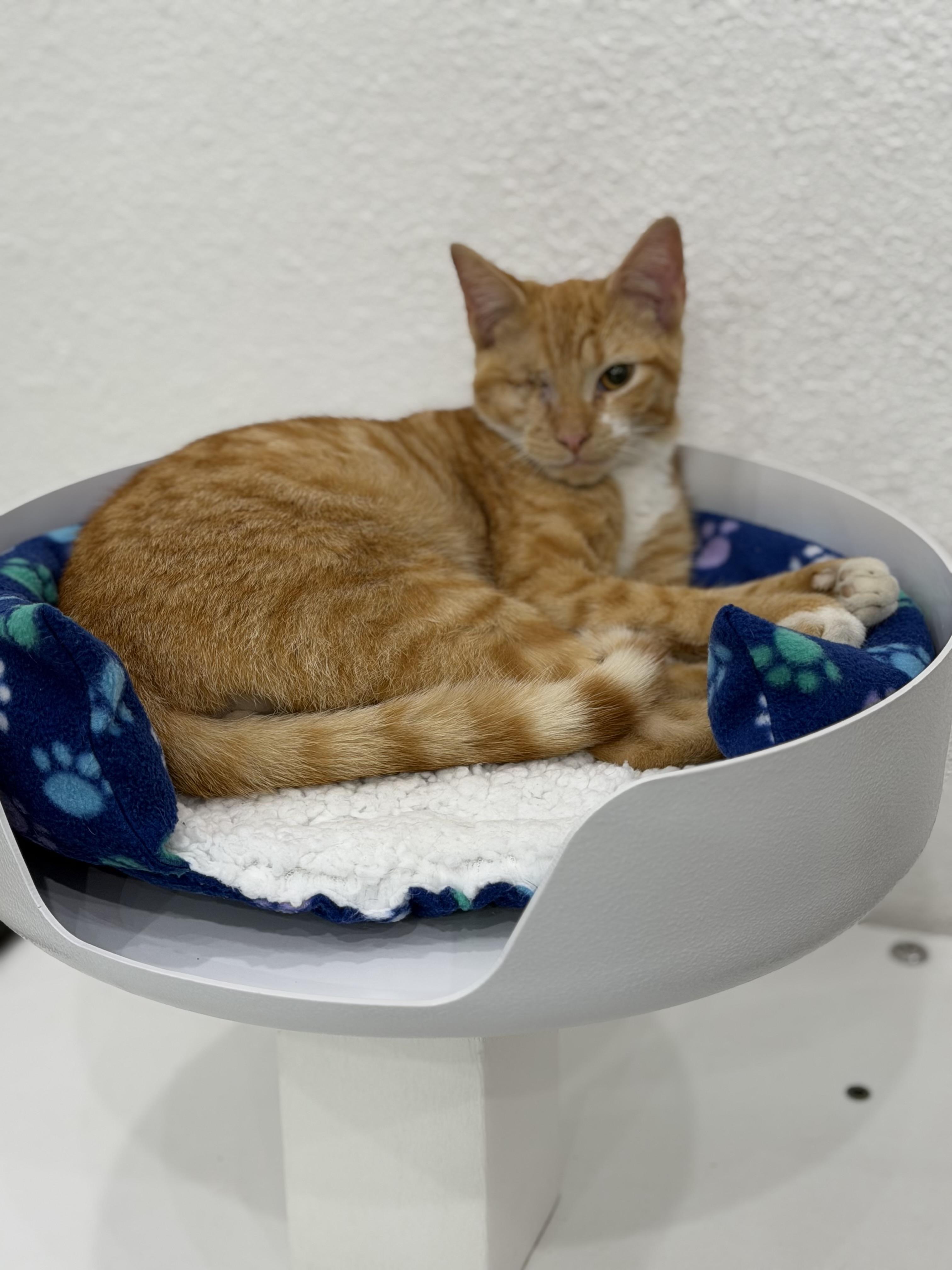 Enlarge Catfish, an adopted Domestic Short Hair in Sherman, TX image 2/2