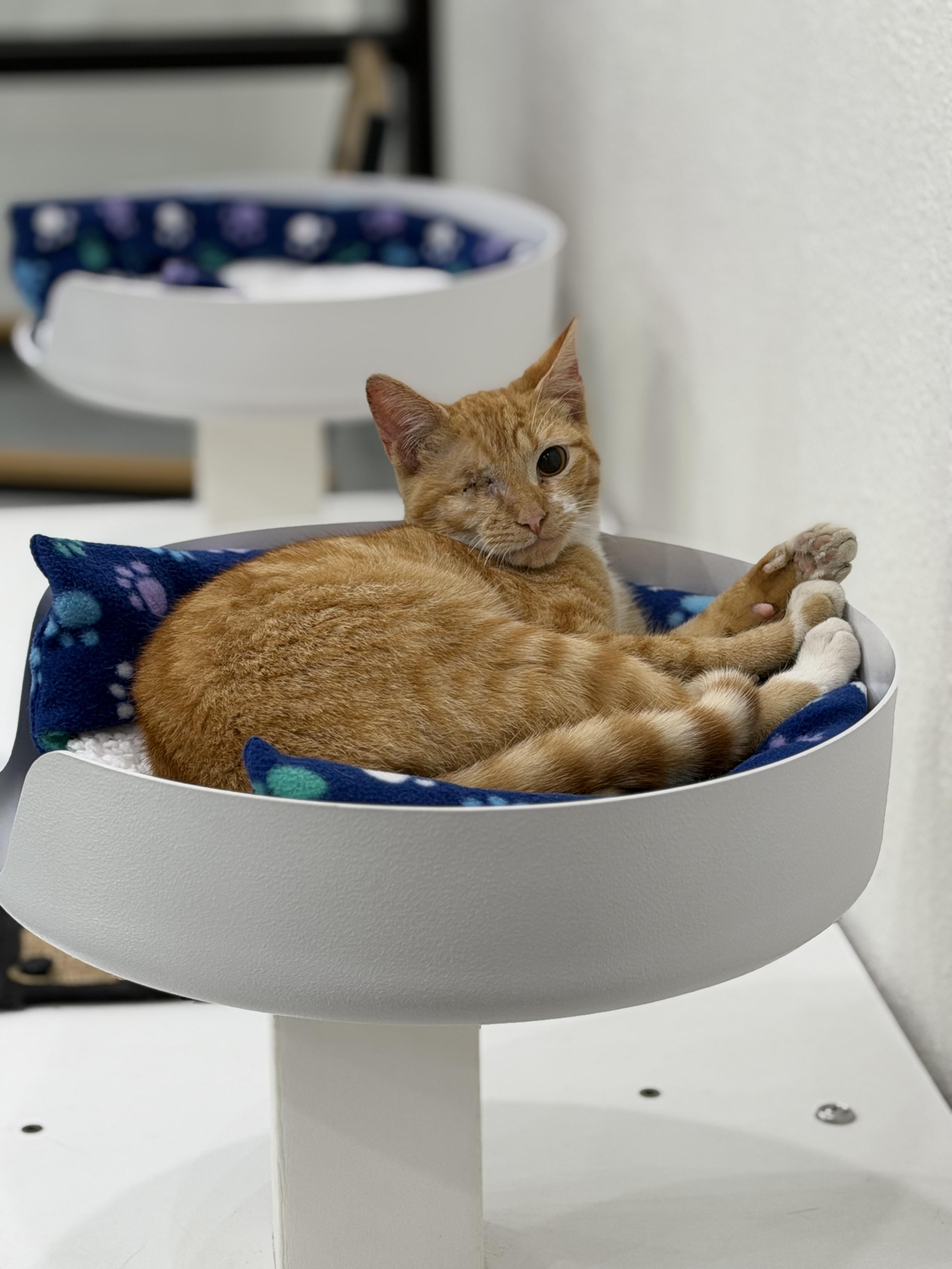 Enlarge Catfish, an adopted Domestic Short Hair in Sherman, TX image 1/2